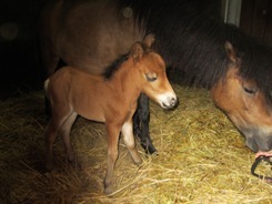 6月5日 誕生後起立した子馬(左)